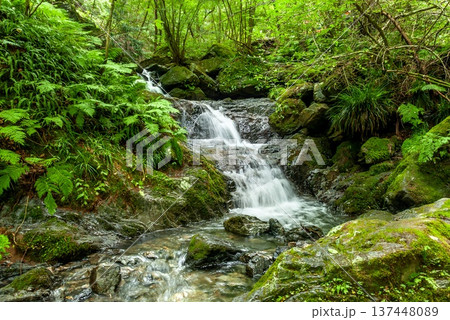 棒ノ嶺・白谷沢の渓流と小滝、苔むした岩場と新緑のシダが織りなす奥武蔵の涼やかな風景 137448089