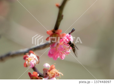 紅梅とハナアブ 紅梅とハナアブ 137448097