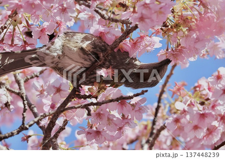 満開の葵桜の蜜を吸うヒヨドリ 満開の葵桜の蜜を吸うヒヨドリ 137448239