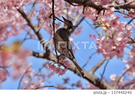 満開の葵桜の蜜を吸うヒヨドリ 満開の葵桜の蜜を吸うヒヨドリ 137448240