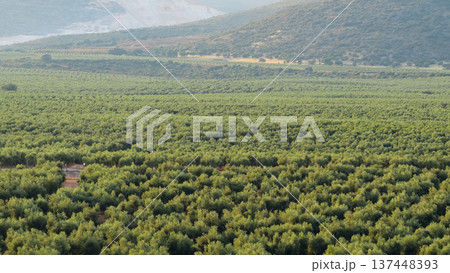 Rolling olive groves covering hills in Andalusia, Spain 137448393