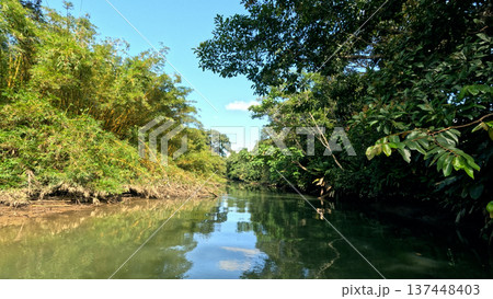 Sierpe river passing through mangrove forest costa rica 137448403