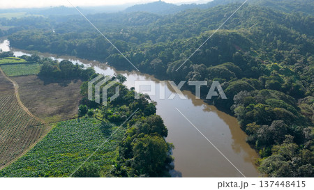 Sierpe river flowing through costa rica's mangrove forest 137448415