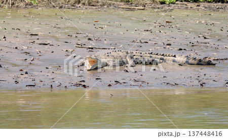 American crocodile yawning on muddy river bank 137448416