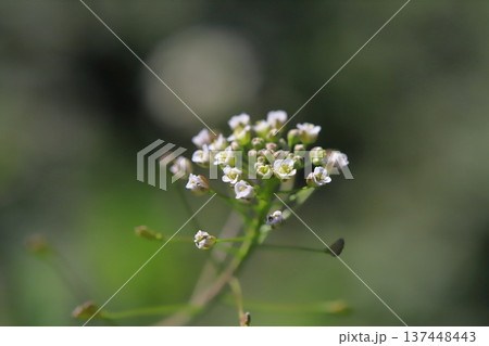 早春の道端に咲く白い小さなナズナの花 早春の道端に咲く白い小さなナズナの花 137448443