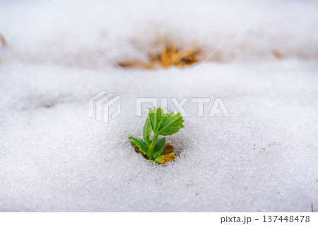 雪が降った日の畑のえんどう豆 137448478