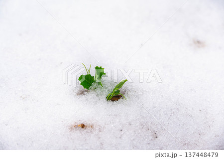 雪が降った日の畑のえんどう豆 雪が降った日の畑のえんどう豆 137448479