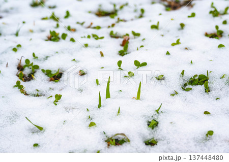 雪とクローバー 雪とクローバー 137448480