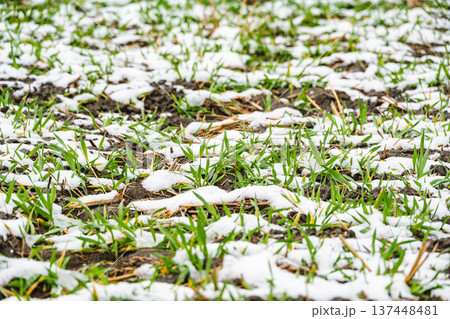 雪が降った麦畑 雪が降った麦畑 137448481