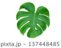 Monstera leaves leaves with Isolate Leaves on transparent background PNG file 137448485