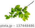 Buahinia leaf with twig on transparent background . Charming Bauhinia purpurea leaves on branch. Green butterfly shaped leaves isolated on background. PNG 137448486