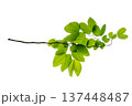 Buahinia leaf with twig on transparent background . Charming Bauhinia purpurea leaves on branch. Green butterfly shaped leaves isolated on background. PNG 137448487