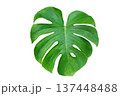 Monstera leaves leaves with Isolate Leaves on transparent background PNG file 137448488