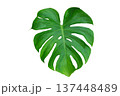 Monstera leaves leaves with Isolate Leaves on transparent background PNG file 137448489
