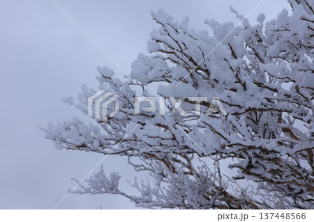 雪化粧した御在所岳の木 雪化粧した御在所岳の木 137448566