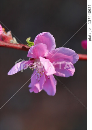 早春の庭に咲く八重咲きでピンク色の花桃（矢口桃）の花 137448622