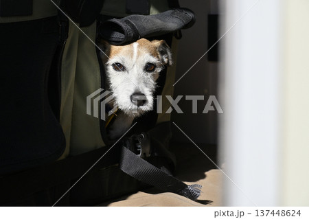 ドライブベッドに入る愛犬　クレート　ジャックラッセルテリア 137448624