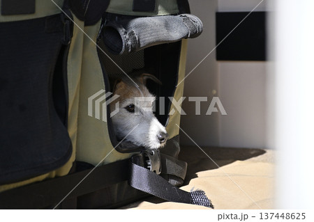ドライブベッドに入る愛犬　クレート　ジャックラッセルテリア 137448625
