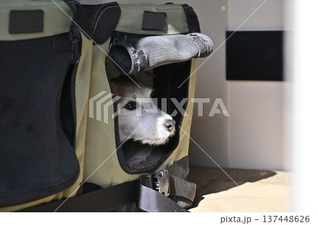 ドライブベッドに入る愛犬　クレート　ジャックラッセルテリア 137448626