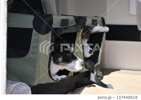 ドライブベッドに入る愛犬　クレート　ジャックラッセルテリア 137448628
