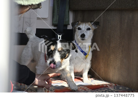 2匹の仲良しジャックラッセルテリア　キャンピングカー旅行 137448775