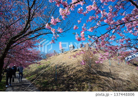 河津桜に囲まれた箕郷梅林の展望台 河津桜に囲まれた箕郷梅林の展望台 137448806