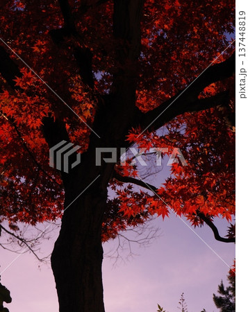 紫の朝焼けと紅葉 137448819