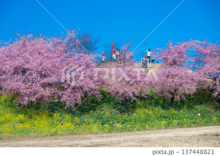 河津桜と菜の花に囲まれた箕郷梅林の展望台 河津桜と菜の花に囲まれた箕郷梅林の展望台 137448821