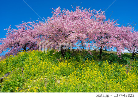 河津桜と菜の花に囲まれた箕郷梅林の展望台 河津桜と菜の花に囲まれた箕郷梅林の展望台 137448822
