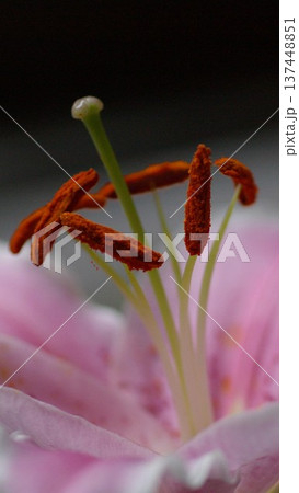 クローズアップのピンク色の百合の花待ち受け画面 1 137448851