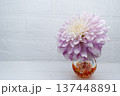 暖色ガラス一輪挿しに挿した薄紫色のダリアの花（右配置） 137448891