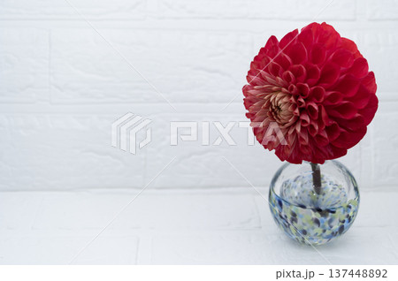 寒色ガラス一輪挿しに挿した赤色のダリアの花(右配置) 寒色ガラス一輪挿しに挿した赤色のダリアの花(右配置) 137448892