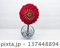 寒色ガラス一輪挿しに挿した赤色のダリアの花（中配置） 137448894