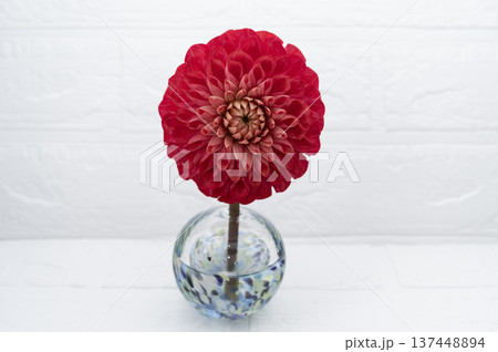 寒色ガラス一輪挿しに挿した赤色のダリアの花（中配置） 137448894