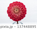 正面からみた赤色のダリアの花のクローズアップ 137448895