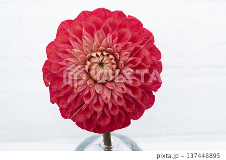 正面からみた赤色のダリアの花のクローズアップ 正面からみた赤色のダリアの花のクローズアップ 137448895