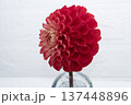 斜め前からみた赤色のダリアの花のクローズアップ 137448896