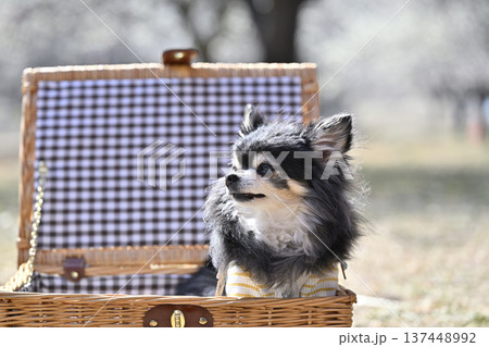 バスケットに入る可愛いチワワと満開の梅林 春の素材 バスケットに入る可愛いチワワと満開の梅林 春の素材 137448992