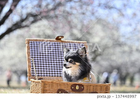 バスケットに入る可愛いチワワと満開の梅林　春の素材 137448997