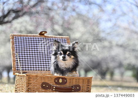 バスケットに入る可愛いチワワと満開の梅林　春の素材 137449003