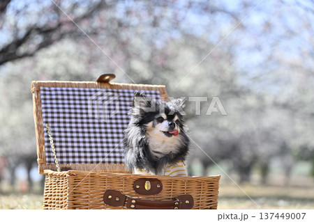 バスケットに入る可愛いチワワと満開の梅林　春の素材 137449007