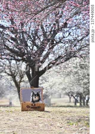 バスケットに入る可愛いチワワと満開の梅林　春の素材 137449008
