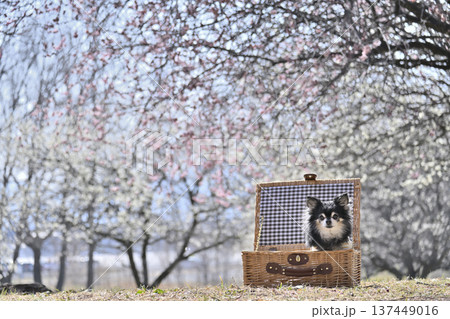 バスケットに入る可愛いチワワと満開の梅林 春の素材 バスケットに入る可愛いチワワと満開の梅林 春の素材 137449016