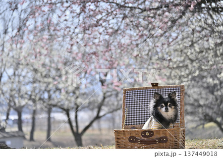 バスケットに入る可愛いチワワと満開の梅林　春の素材 137449018