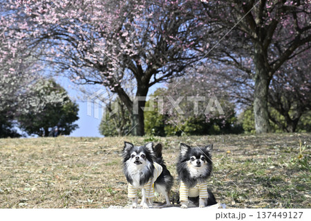 インスタ映え写真 満開の梅林 チワワ 多頭飼い 春の素材 インスタ映え写真 満開の梅林 チワワ 多頭飼い 春の素材 137449127