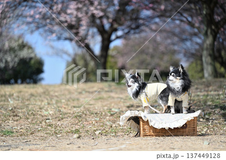 インスタ映え写真　満開の梅林　チワワ　多頭飼い　春の素材 137449128
