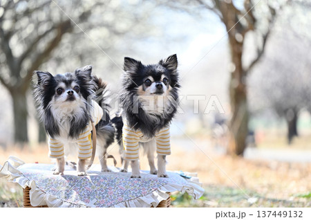 インスタ映え写真　満開の梅林　チワワ　多頭飼い　春の素材 137449132