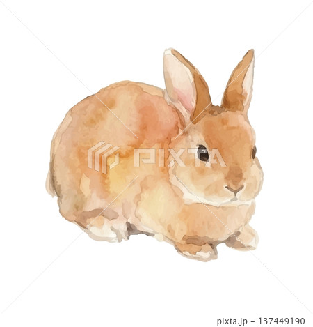 水彩風のうさぎイラストのイラスト素材 [137449190] - PIXTA