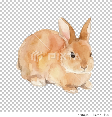 水彩風のうさぎイラストのイラスト素材 [137449190] - PIXTA