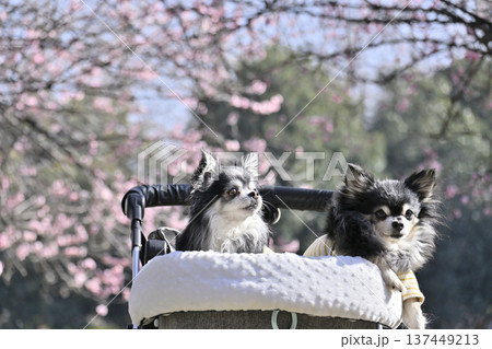 多頭飼いならでは。犬用カートでお散歩する2匹のチワワ　満開の梅林 137449213